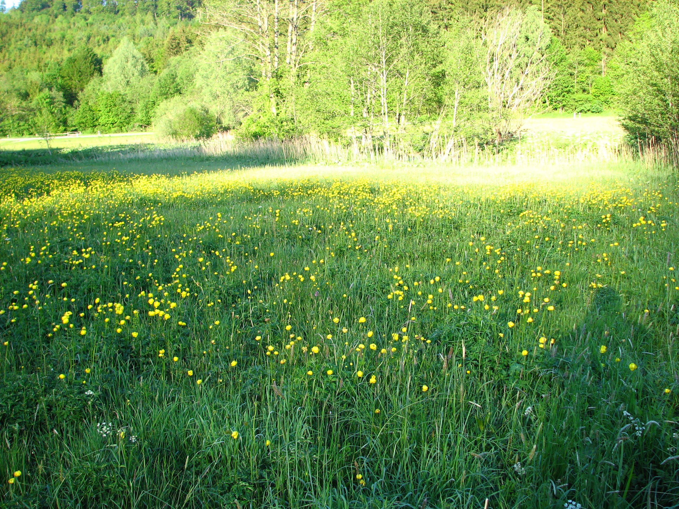 Unsere Grundstücke und Projekte